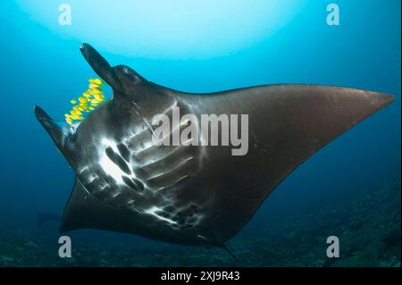 The reef manta ray Manta alfredi with yellow pilot fish in front of its mouth, Dampier Strait, Raja Ampat, West Papua, Indonesia, Southeast Asia, Asia Stock Photo