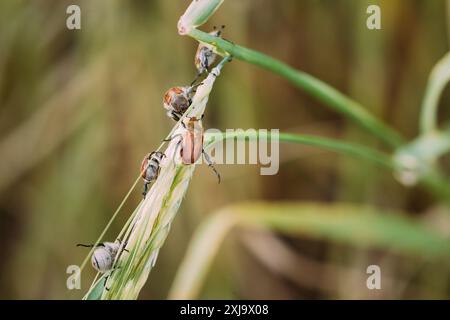 Austrian Insects Insects Pest Of Agricultural Crops Grain Beetles On Wheat Ear On ...