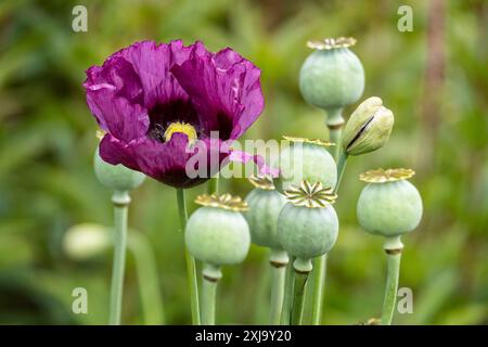 Poppy and seed pods at the RHS Harlow Carr gardens Harrogate North Yorkshire UK Stock Photo