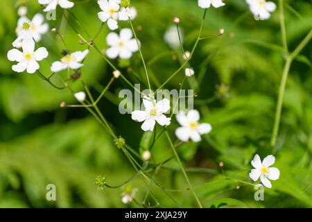 White flowers of Ranunculus platanifolius, close-up. the large white buttercup. Mountain wild flowers. Stock Photo