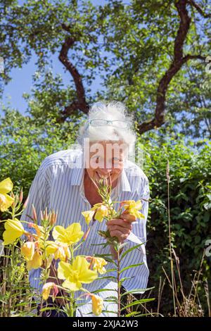 Europe, Luxembourg, Septfontaines, Older Woman looking at Evening Primrose Plants in Full Bloom Stock Photo