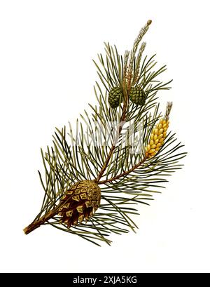 Heilpflanze, Waldkiefer, Pinus sylvestris, auch Gewöhnliche oder Gemeine Kiefer, Wald-Föhre, Rotföhre, Weißkiefer oder Forche, Historisch, digital restaurierte Reproduktion von einer Vorlage aus dem 19. Jahrhundert, Stock Photo