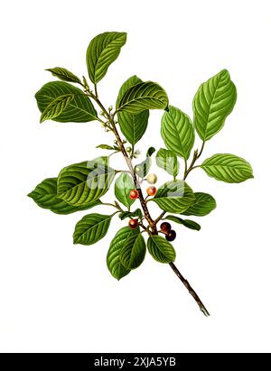 Heilpflanze, Faulbaum, Rhamnus frangula, Echter Faulbaum oder Schießbeere und Pulverholz, Historisch, digital restaurierte Reproduktion von einer Vorlage aus dem 19. Jahrhundert, Stock Photo