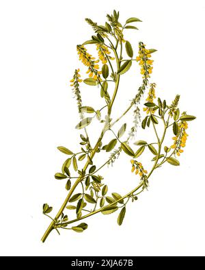 Heilpflanze, Gelber Steinklee, Melilotus officinalis, auch Gewöhnlicher Steinklee, Echter Steinklee, Steinklee oder Honigklee, Historisch, digital restaurierte Reproduktion von einer Vorlage aus dem 19. Jahrhundert, Stock Photo