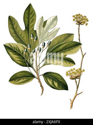 Heilpflanze, Sassafrasbaum (Sassafras albidum), auch Fenchelholzbaum oder Nelkenzimtbaum, Historisch, digital restaurierte Reproduktion von einer Vorlage aus dem 19. Jahrhundert, Stock Photo