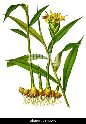 Heilpflanze, Ingwer (Zingiber officinale), auch Ingber und Imber, der Wurzelstock auch Immerwurzel und Ingwerwurzel, Historisch, digital restaurierte Reproduktion von einer Vorlage aus dem 19. Jahrhundert, Stock Photo