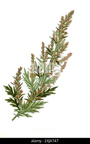 Heilpflanze, Gemeiner Beifuß (Artemisia vulgaris), auch Gewürzbeifuß oder Gewöhnlicher Beifuß, Historisch, digital restaurierte Reproduktion von einer Vorlage aus dem 18. Jahrhundert Stock Photo