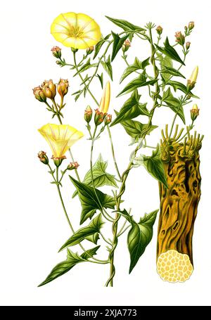 Heilpflanze, Convolvulus scammonia ist eine Pflanzenart aus der Gattung der Winden (Convolvulus) in der Familie der Windengewächse (Convolvulaceae), Orientalische Purgierwinde, Purgierwinde, Historisch, digital restaurierte Reproduktion von einer Vorlage aus dem 18. Jahrhundert Stock Photo