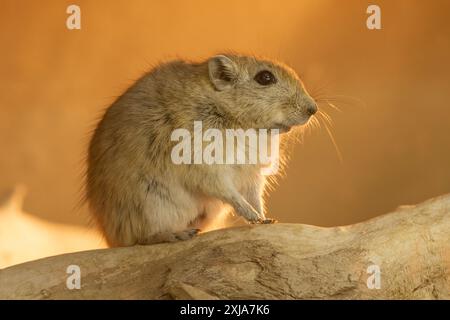 Fat sand rat (Psammomys obesus). فأر الرمل السمين This terrestrial rodent is mostly found in North Africa and the Middle East, ranging from Mauritania Stock Photo