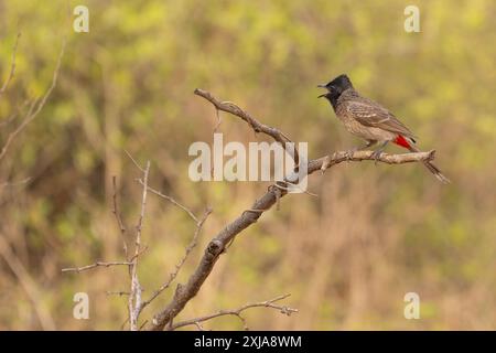 The red-vented bulbul (Pycnonotus cafer) بلبل إفريقي جنوبي is a member of the bulbul family of passerines. It is a resident breeder across the Indian Stock Photo