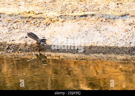 The white-browed fantail (Rhipidura aureola) is a small passerine bird belonging to the family Rhipiduridae. Photographed in India in May Stock Photo