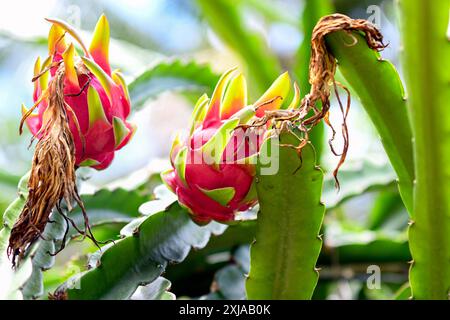 Close up of dragon fruit (pitaya or pitahaya) growing on the a cactus in June in the Cayman Islands. Stock Photo