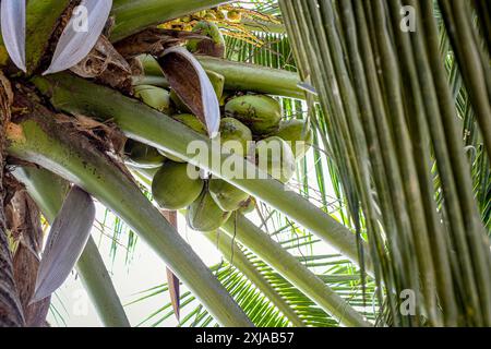 Coconut tree (Cocos nucifera) with unripe coconuts growing in a bunch high in the canopy. Stock Photo