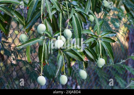 Unripe fruit growing on a mango tree (Mangifera indica) on a Caribbean island in horizontal format. Stock Photo