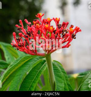 Gout plant flowers and fruits (Jatropha podagrica). Stock Photo