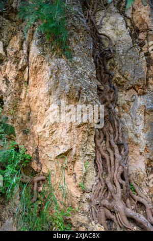 Tree roots grow through a crack in a rock Photographed in the Upper Galilee, Israel in May Stock Photo