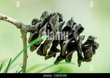 Sciadopitys verticillata Cone open Stock Photo