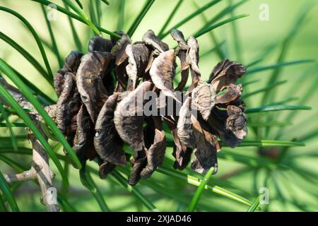 Sciadopitys verticillata Cone Female Japanese Umbrella Pine Parasol Fir Sciadopitys Cone Stock Photo