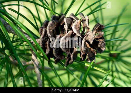 Japanese Umbrella Pine Sciadopitys verticillata Cone Parasol Fir Stock Photo