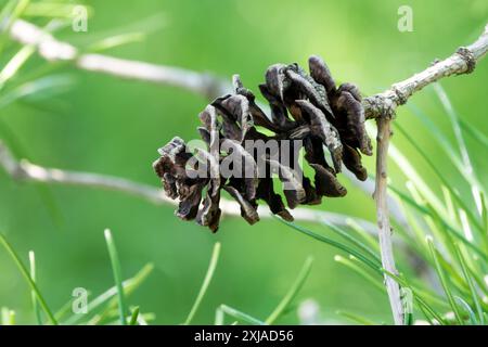 Sciadopitys verticillata Cone Japanese Umbrella Pine Stock Photo