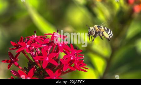 Honey bee visiting a red Pentas lanceolata, commonly known as Egyptian starcluster, flowerhead Stock Photo