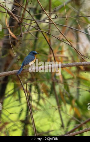 Male hill blue flycatcher (Cyornis whitei) is a species of bird in the family Muscicapidae. It is found in southern China, northeastern India and Sout Stock Photo