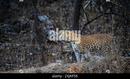 Female Indian Leopard (Panthera pardus fusca) نمر هندي with cubs in Jhalana Leopard Safari Park, Jaipur, Rajasthan, India Stock Photo