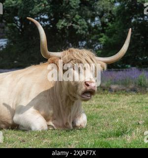 Highland cow lying down Stock Photo