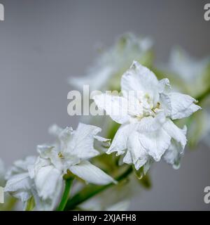 white Delphinium cultivar Stock Photo