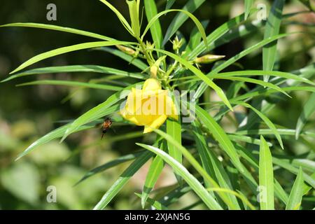 Yellow Oleander (Cascabela Thevetia) flower along with linear glossy leaves : (pix Sanjiv Shukla) Stock Photo