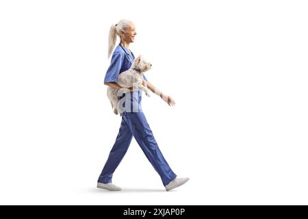 Female veterinarian carrying a westie terrier dog and walking isolated on white background Stock Photo