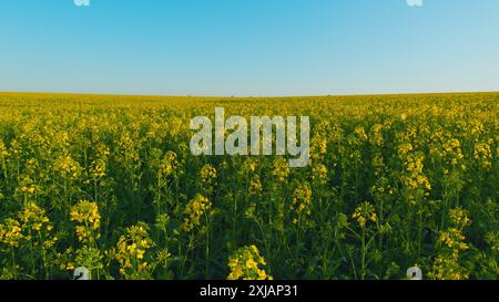 Gimbal shot. Rapeseed Field With Yellow Flowers And Sunset Tones. Golden Sunset On Rapeseed Fields And Wildflowers. Canola In Wind During Sunset. Stock Photo