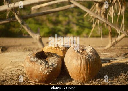 Some dry coconut shells are left just lying on the sandy ground in the middle of nowhere Stock Photo