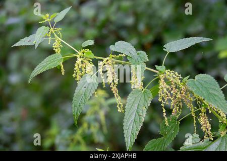 Stinging nettle, Urtica dioica flowers Stock Photo