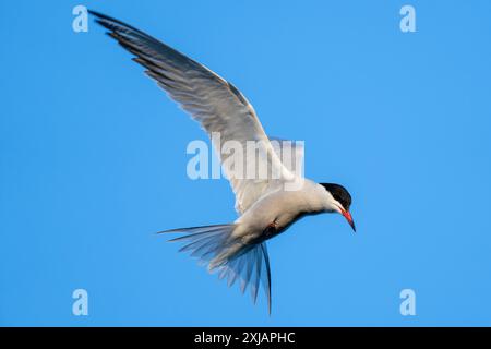 hovering common tern (Sterna hirundo) on the shore of the Ijsselmeer in the Netherlands Stock Photo