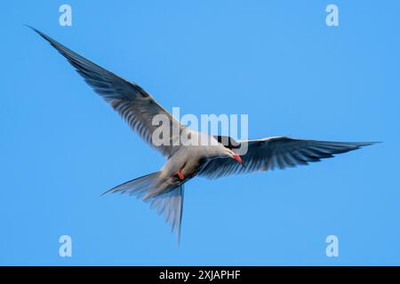 hovering common tern (Sterna hirundo) on the shore of the Ijsselmeer in the Netherlands Stock Photo