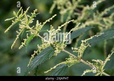 Stinging nettle, Urtica dioica flower Stock Photo