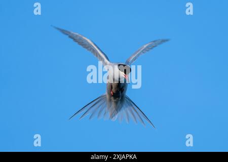 hovering common tern (Sterna hirundo) on the shore of the Ijsselmeer in the Netherlands Stock Photo