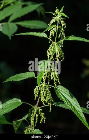 Stinging nettle, Urtica dioica flowering Stock Photo