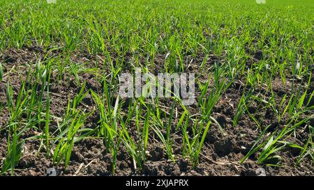 Steadicam Shot. Saplings Of Young Shoots On Field In Spring. Wheat Greens. Agricultural Spring Field. Green Sprouts Of Wheat In Field. Green Stalks Wh Stock Photo