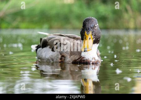 white neck hybrid male mallard (Anas platyrhynchos) swimming on a lake Stock Photo