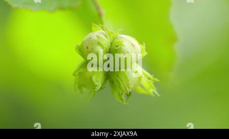Slow motion. Hazelnuts. Many green hazelnut fruits on tree with leaves. Nuts is a good source of dietary. Stock Photo