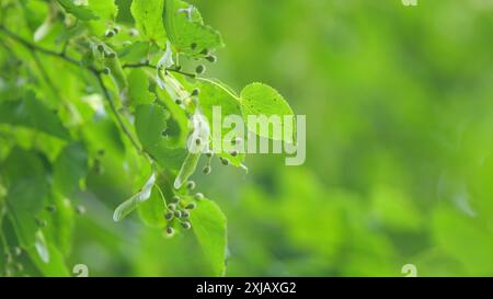 Slow motion. Tilia platyphyllos. Leaves of basswood in morning sun. Basswood tree leaf closeup showing seed pod and stems. Stock Photo