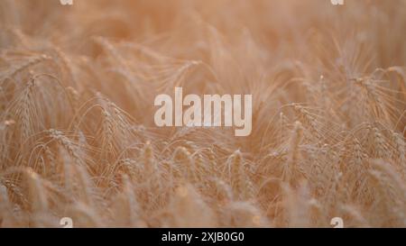 Rack focus. Wheat field, ears of wheat swaying. Ears of wheat on the field during sunset. Stock Photo