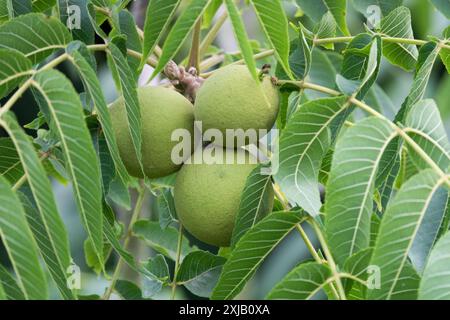 Eastern Black Walnut Juglans nigra Fruits Ripening Stock Photo