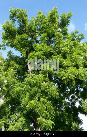 Eastern Black Walnut Tree Juglans nigra Stock Photo