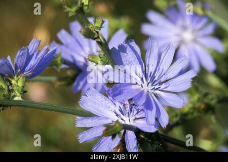 Common chicory Cichorium intybus blue flowers Cichorium flower Stock Photo