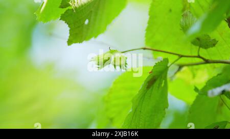 Slow motion. Hazelnuts. Many green hazelnut fruits on tree with leaves. Nuts is a good source of dietary. Stock Photo