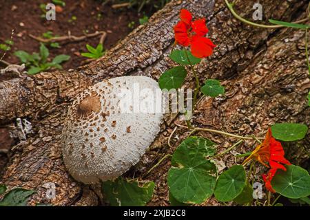 False parasol Chlorophyllum molybdites mushroom 9384 Stock Photo