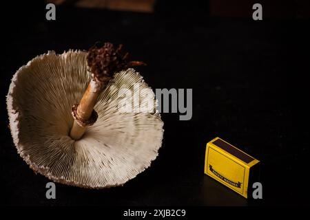 False parasol Chlorophyllum molybdites mushroom 9375 Stock Photo